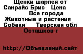 Щенки шарпея от Санрайс Брис › Цена ­ 30 000 - Все города Животные и растения » Собаки   . Тверская обл.,Осташков г.